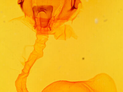 genitalia view of adult Schizura matheri