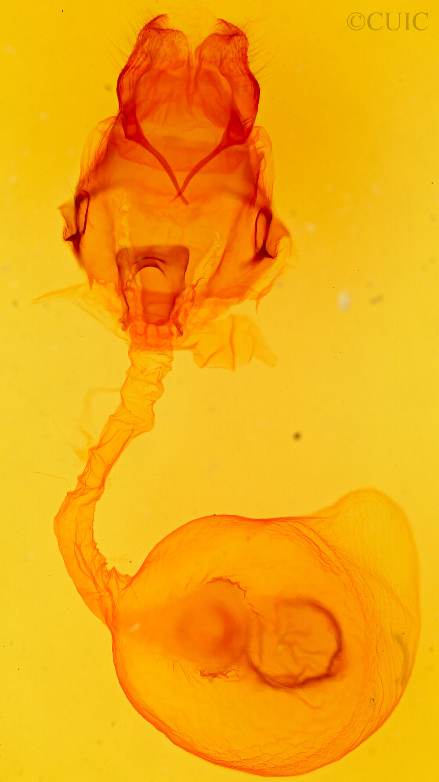 genitalia view of adult Schizura matheri