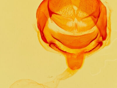 genitalia view of adult Rifargia bichorda