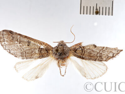 dorsal view of adult Rifargia bichorda