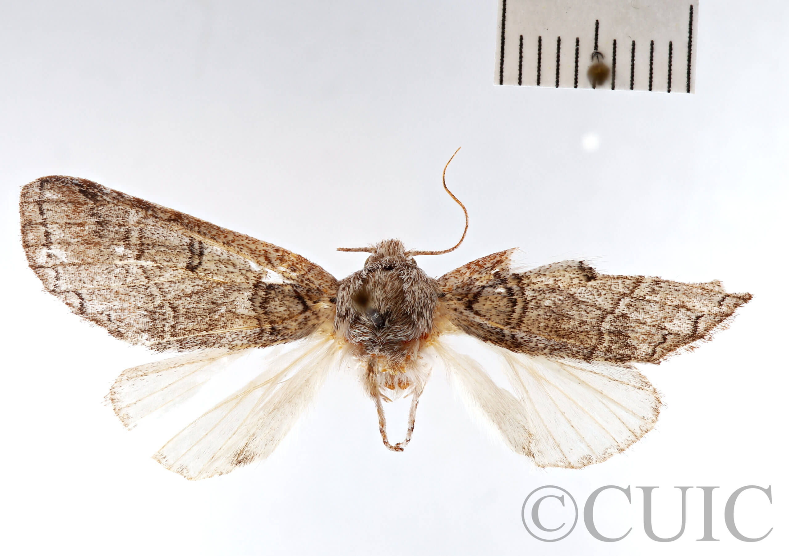 dorsal view of adult Rifargia bichorda