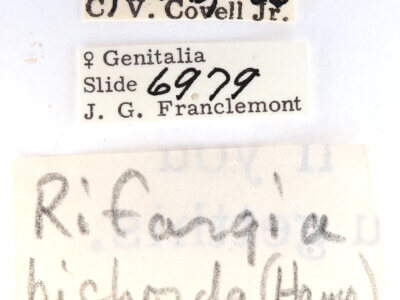 label view of adult Rifargia bichorda