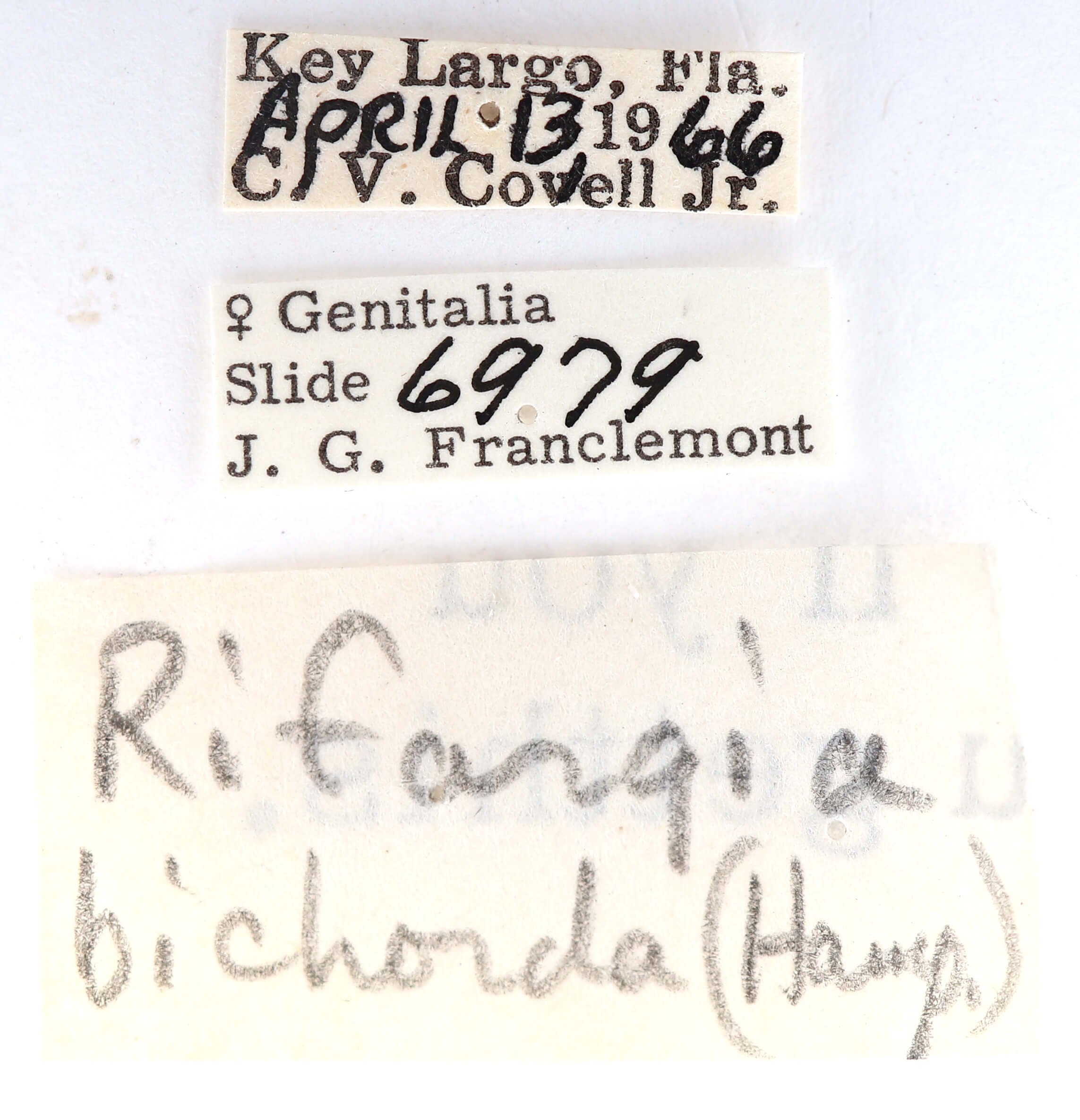 label view of adult Rifargia bichorda