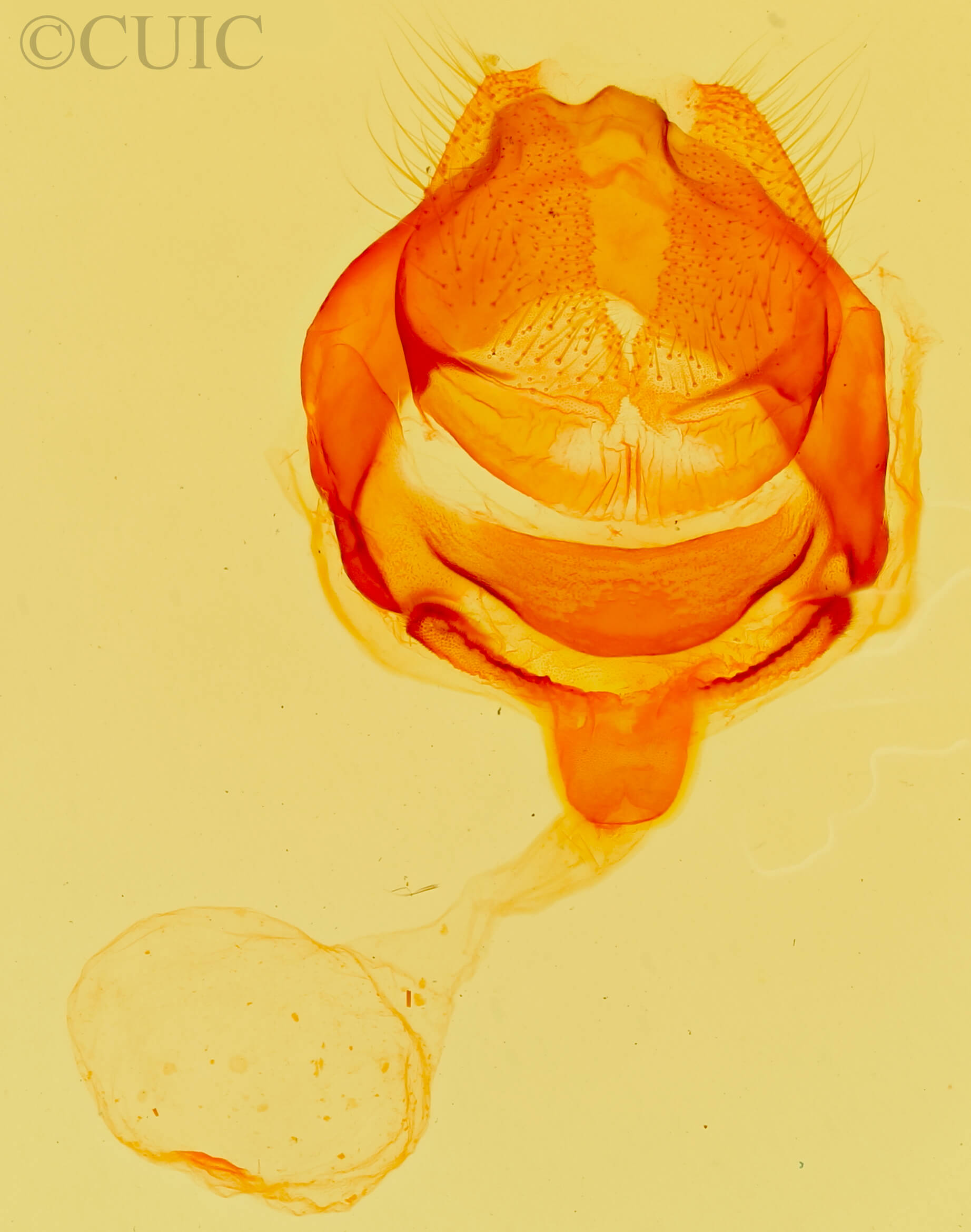 genitalia view of adult Rifargia bichorda