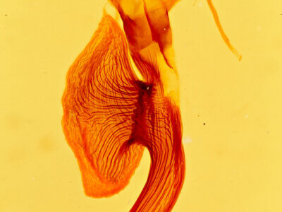 genitalia view of adult Leucania humidicola