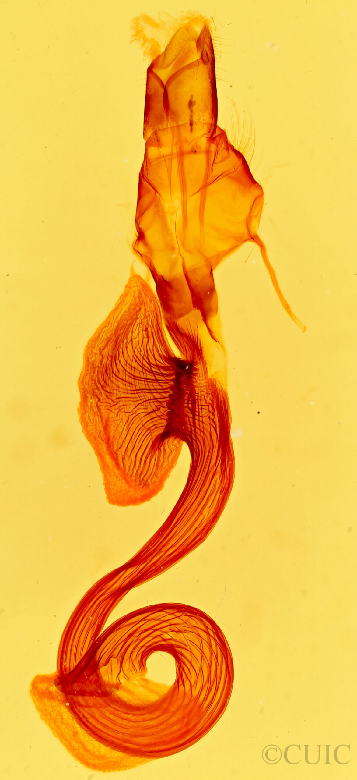 genitalia view of adult Leucania humidicola