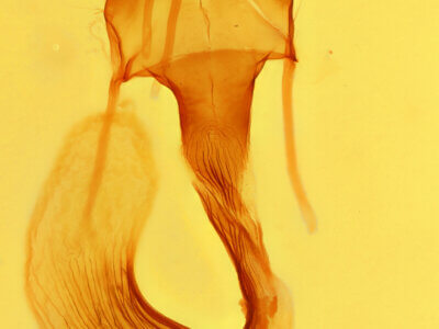 genitalia view of adult Leucania linita