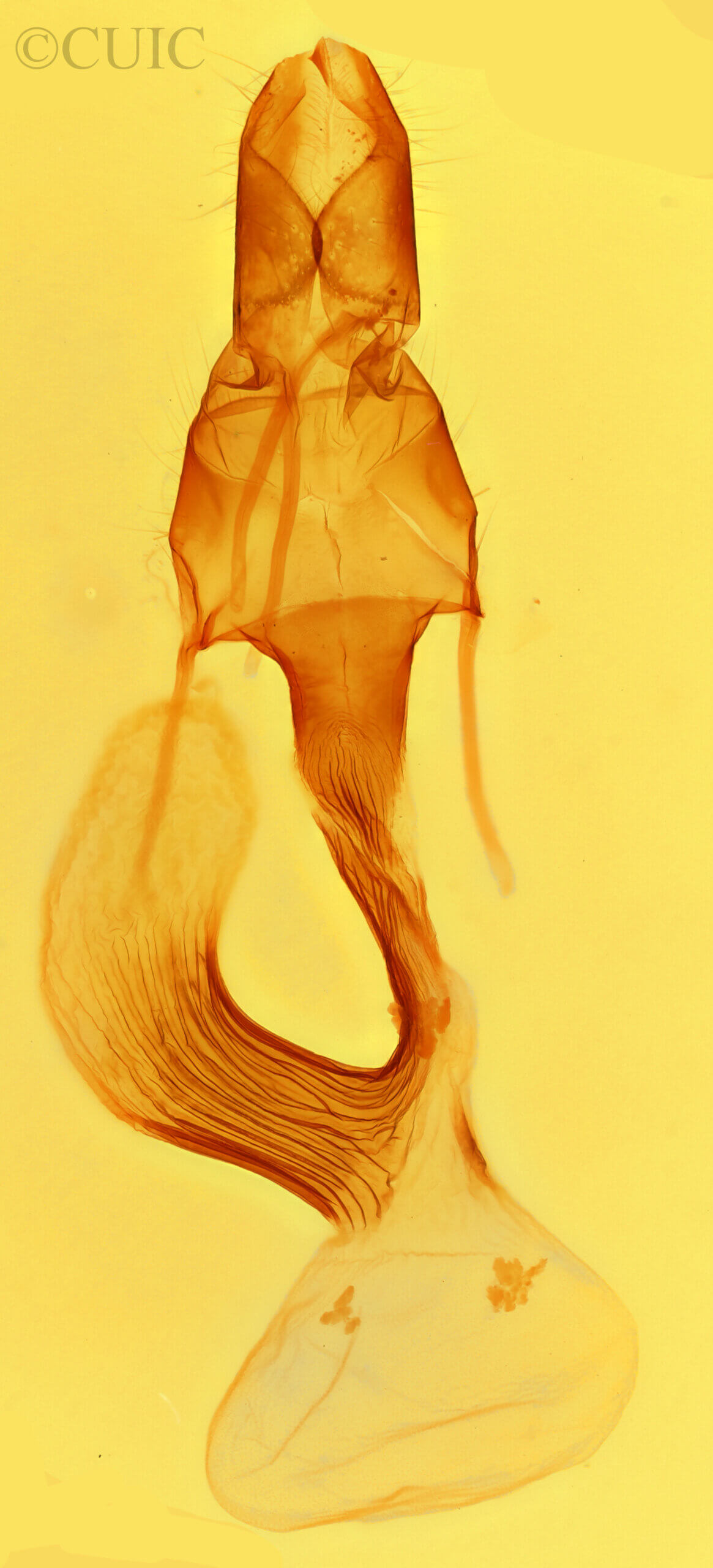 genitalia view of adult Leucania linita