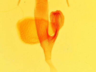 genitalia view of adult Leucania subpunctata (=latiuscula)
