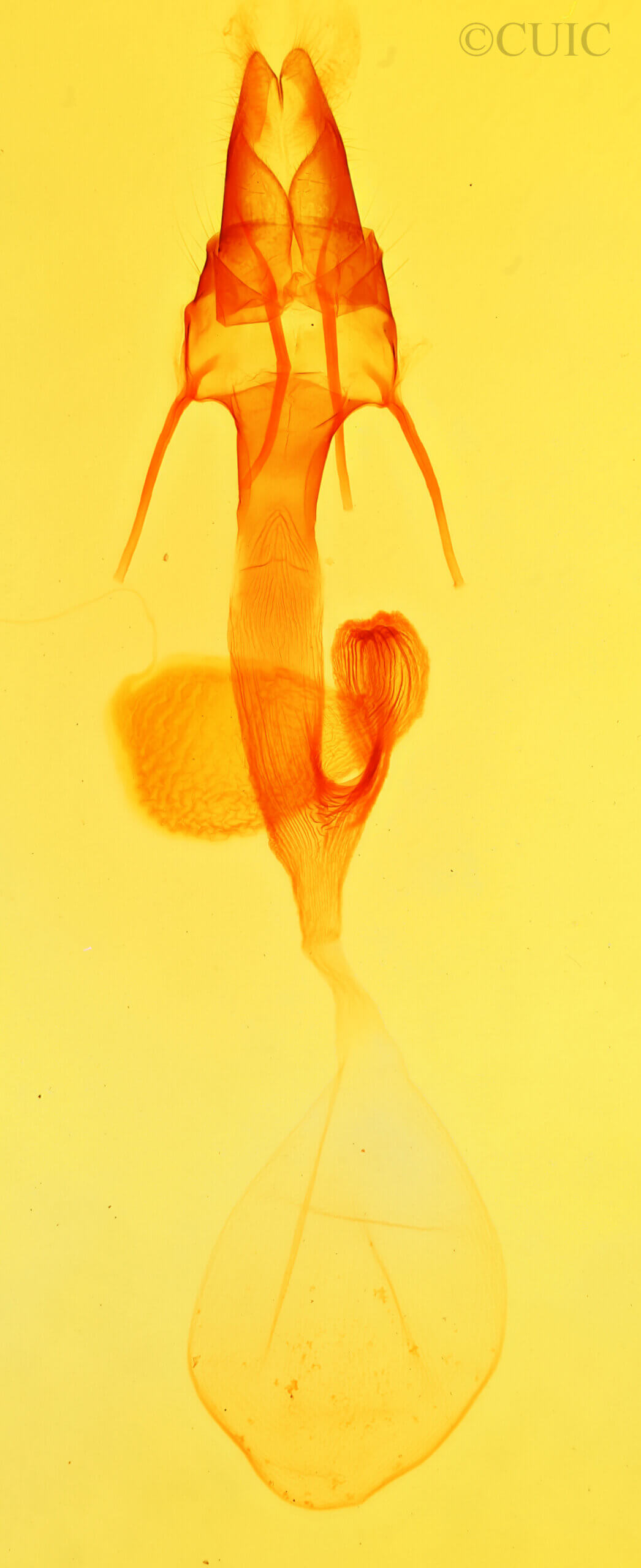 genitalia view of adult Leucania subpunctata (=latiuscula)