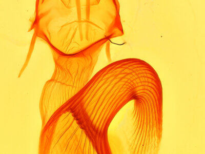 genitalia view of adult Leucania humidicola