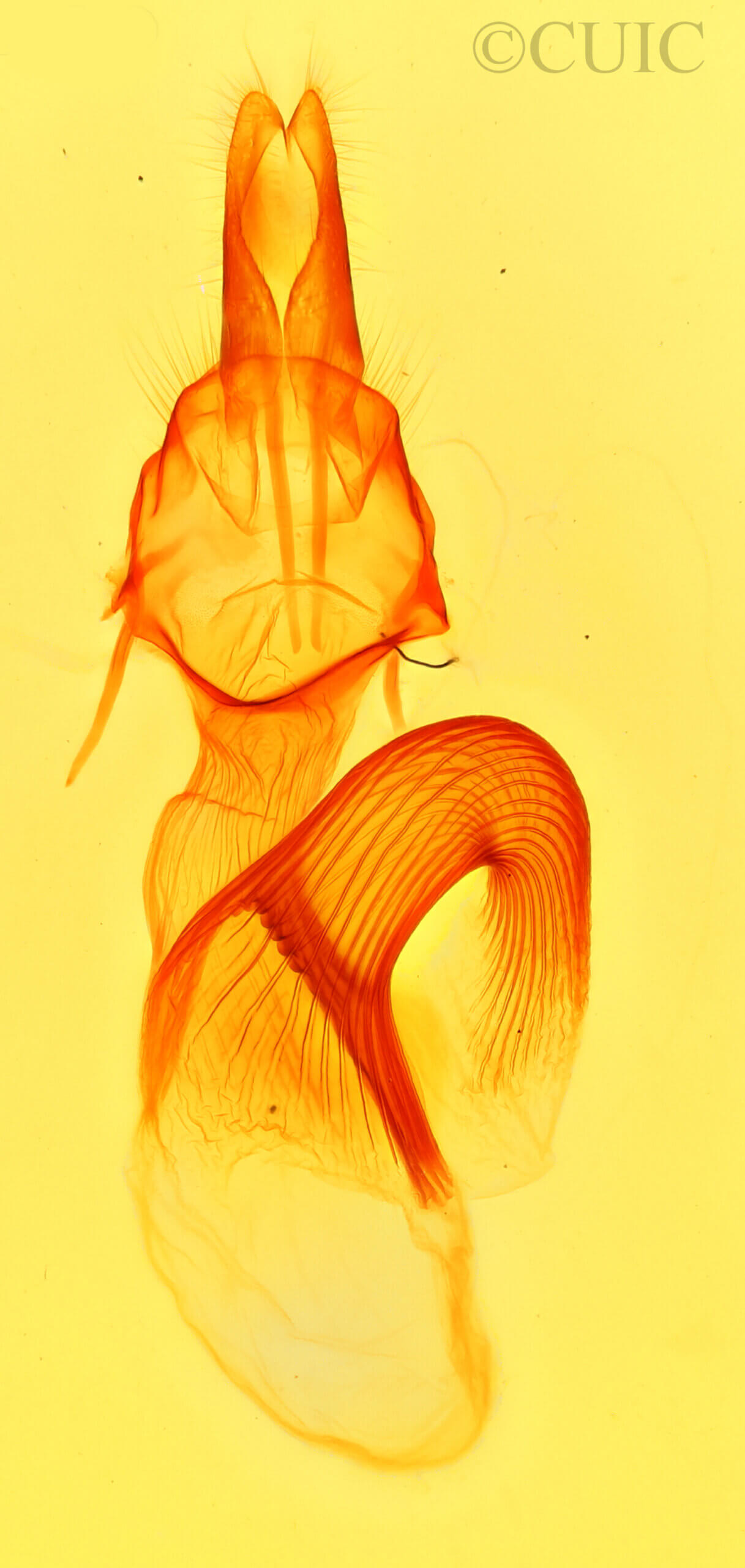 genitalia view of adult Leucania humidicola