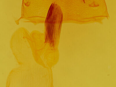 genitalia view of adult Cucullia laetifica