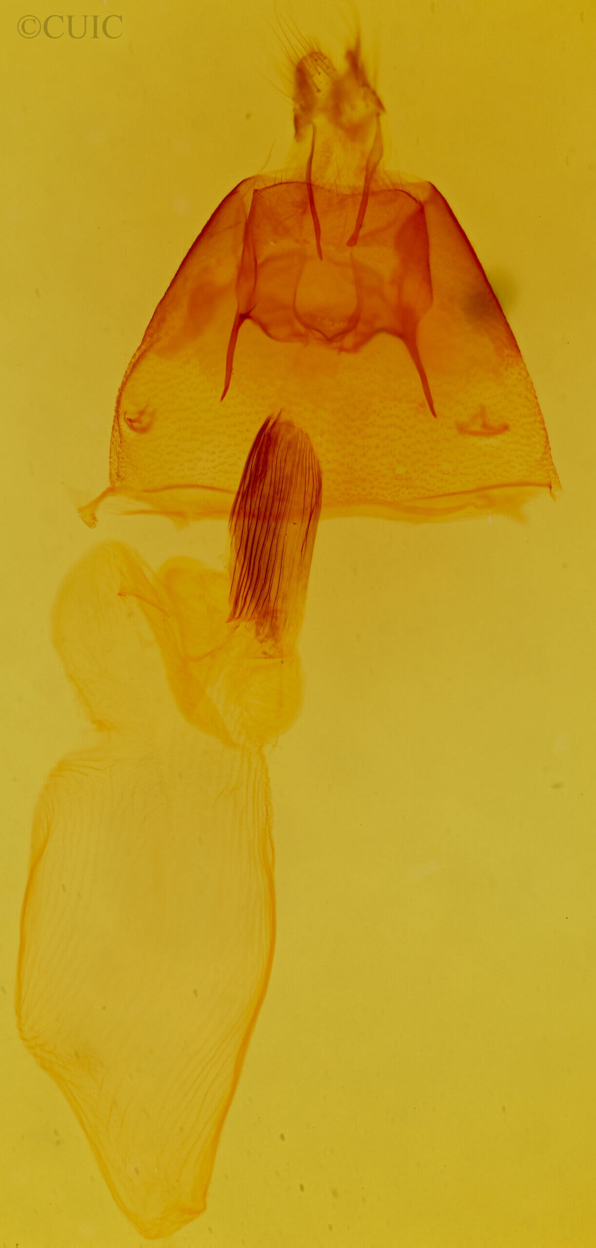 genitalia view of adult Cucullia laetifica