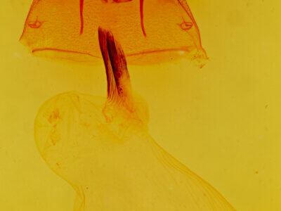 genitalia view of adult Cucullia laetifica