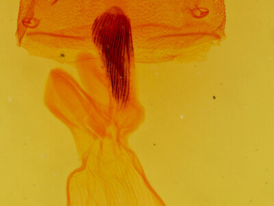 genitalia view of adult Cuculia laetifica