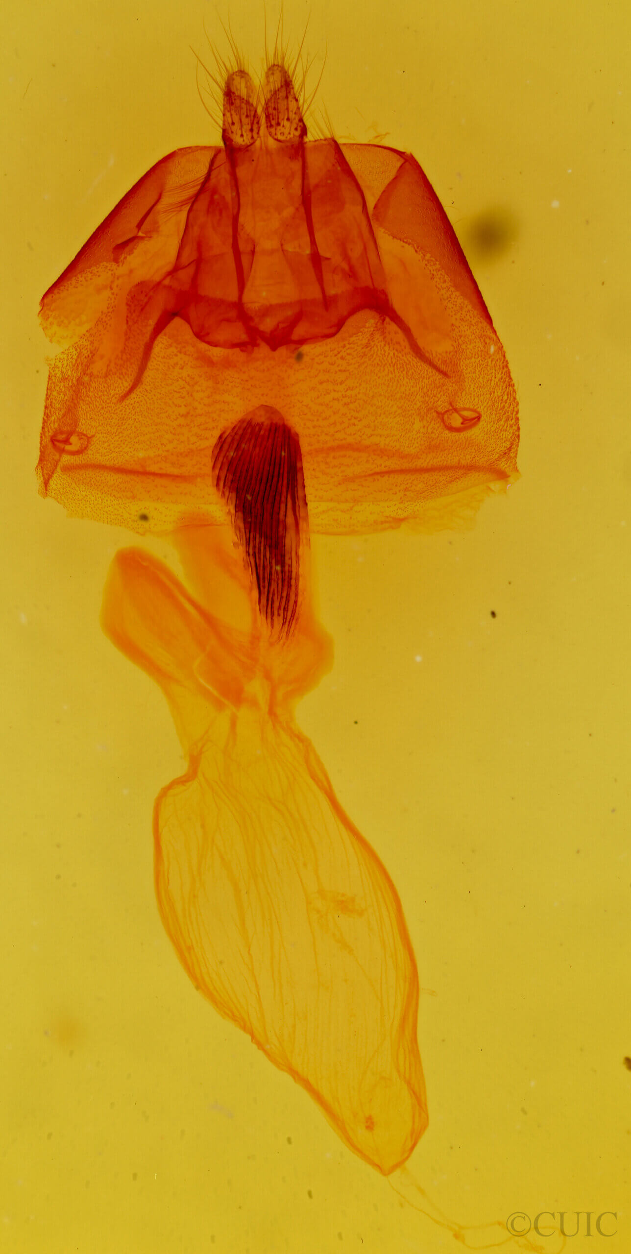 genitalia view of adult Cuculia laetifica
