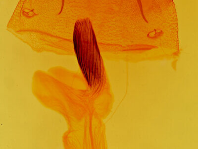 genitalia view of adult Cucullia laetifica