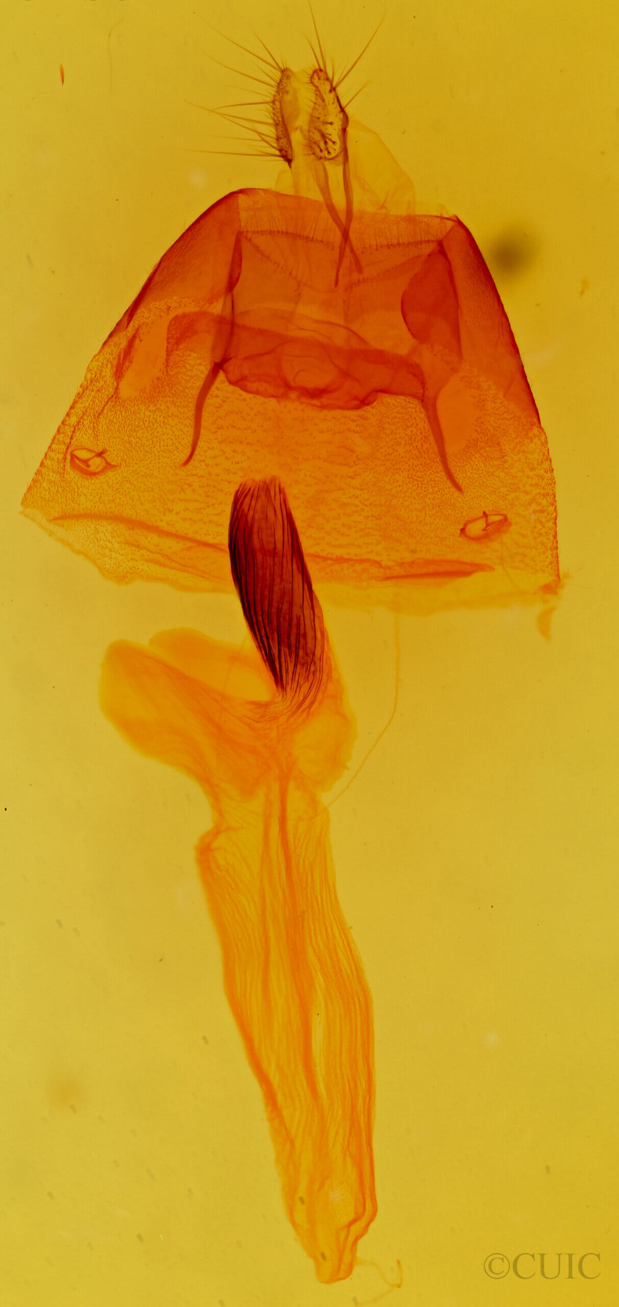 genitalia view of adult Cucullia laetifica