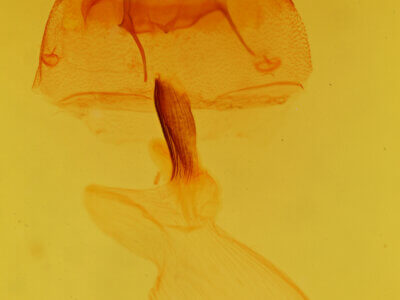 genitalia view of adult Cucullia laetifica