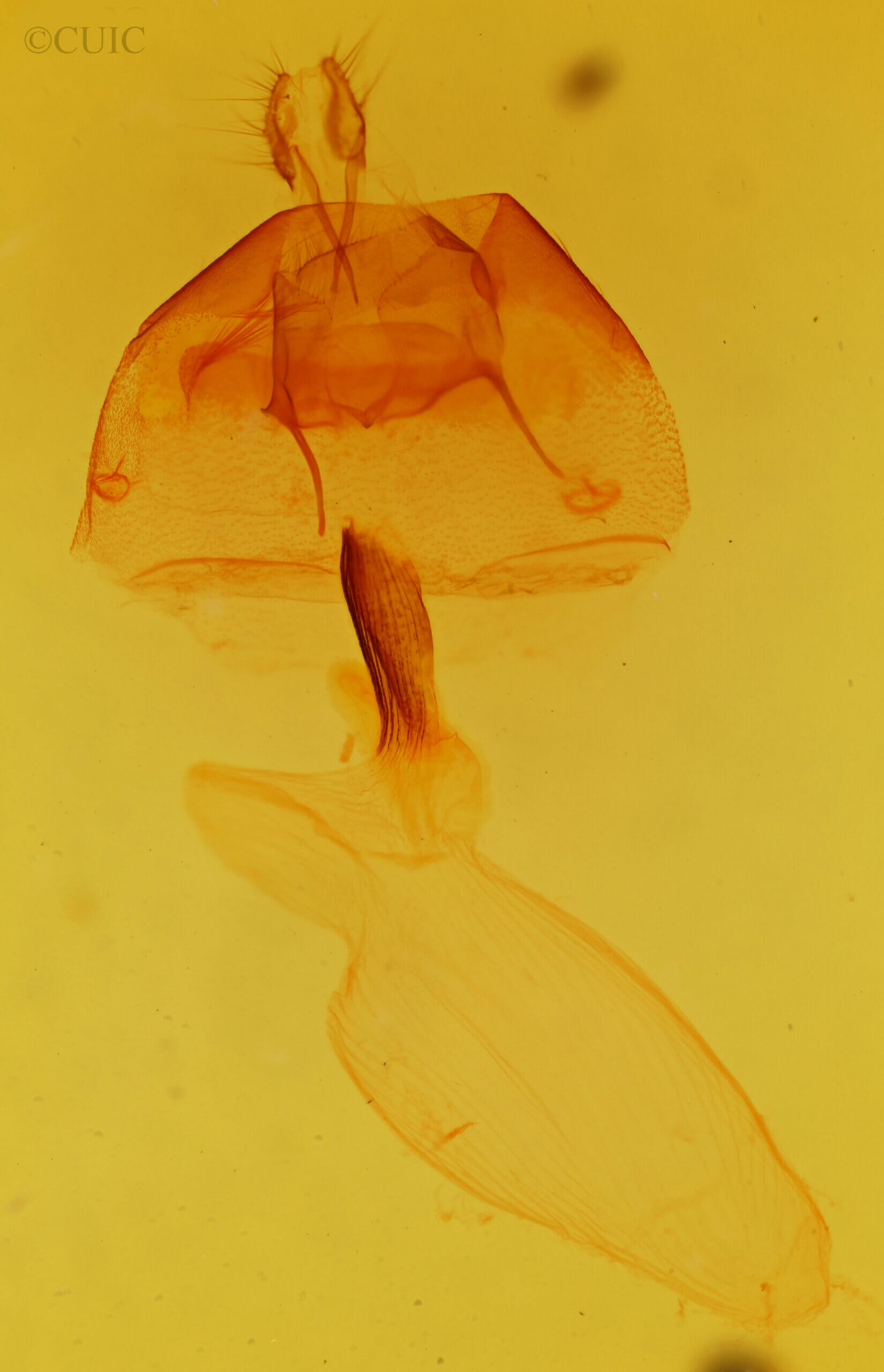 genitalia view of adult Cucullia laetifica