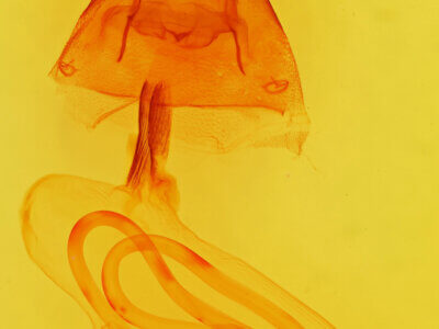 genitalia view of adult Cucullia laetifica