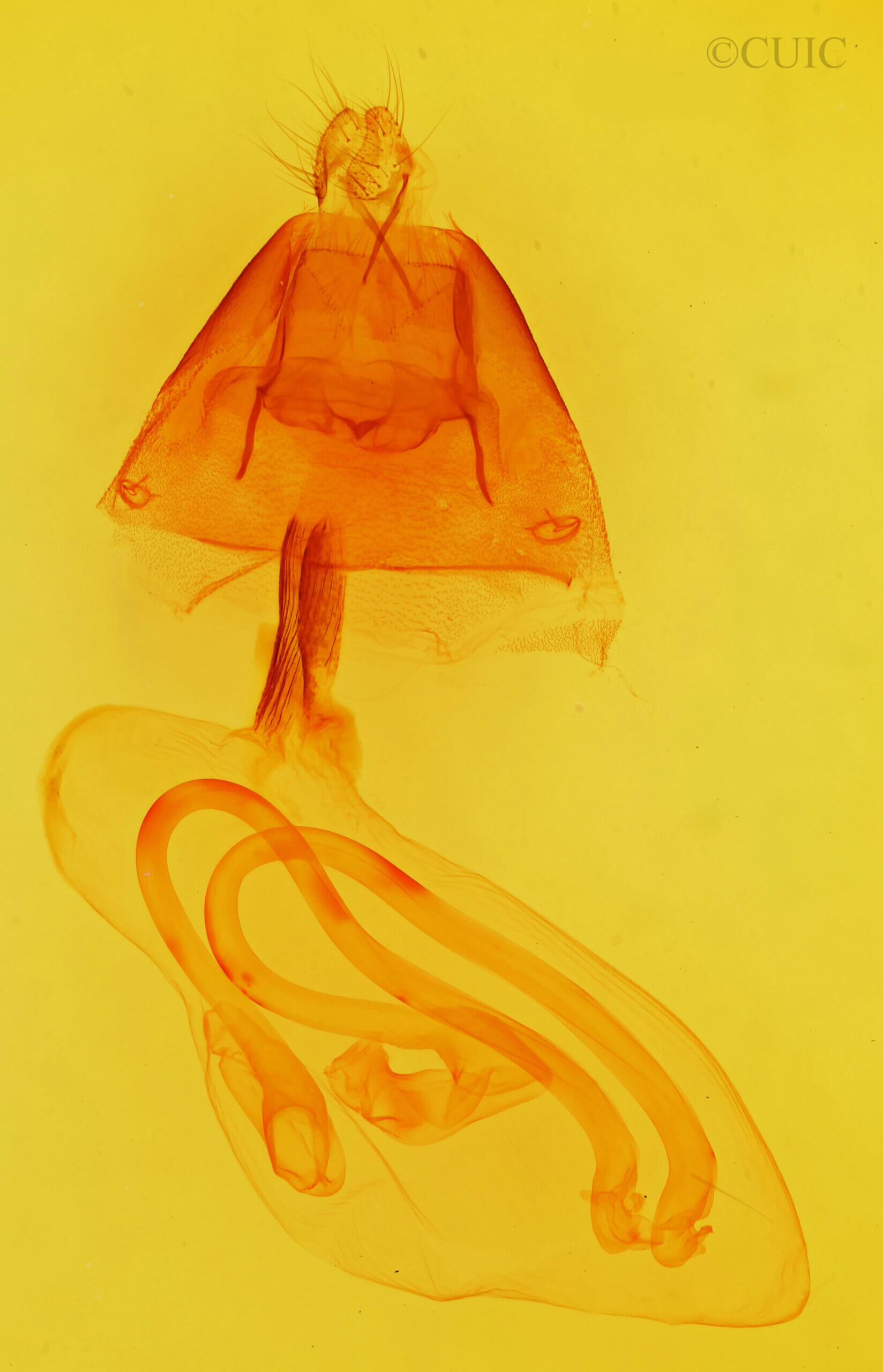 genitalia view of adult Cucullia laetifica