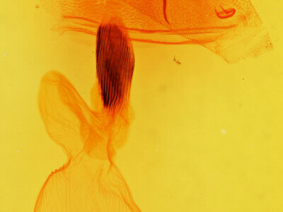 genitalia view of adult Cucullia laetifica