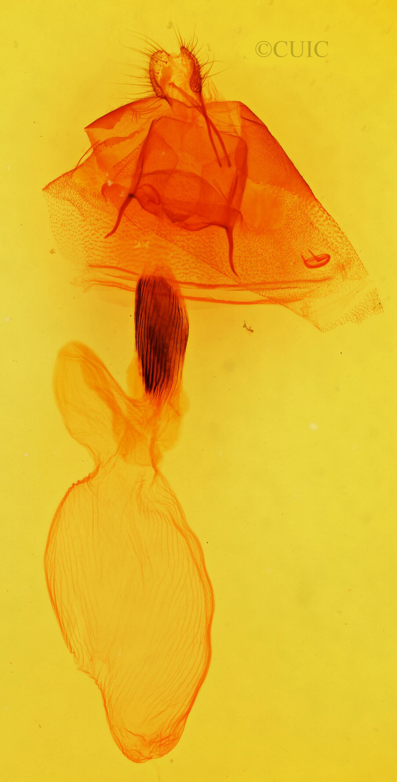 genitalia view of adult Cucullia laetifica