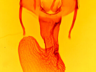 genitalia view of adult Apamea relicina