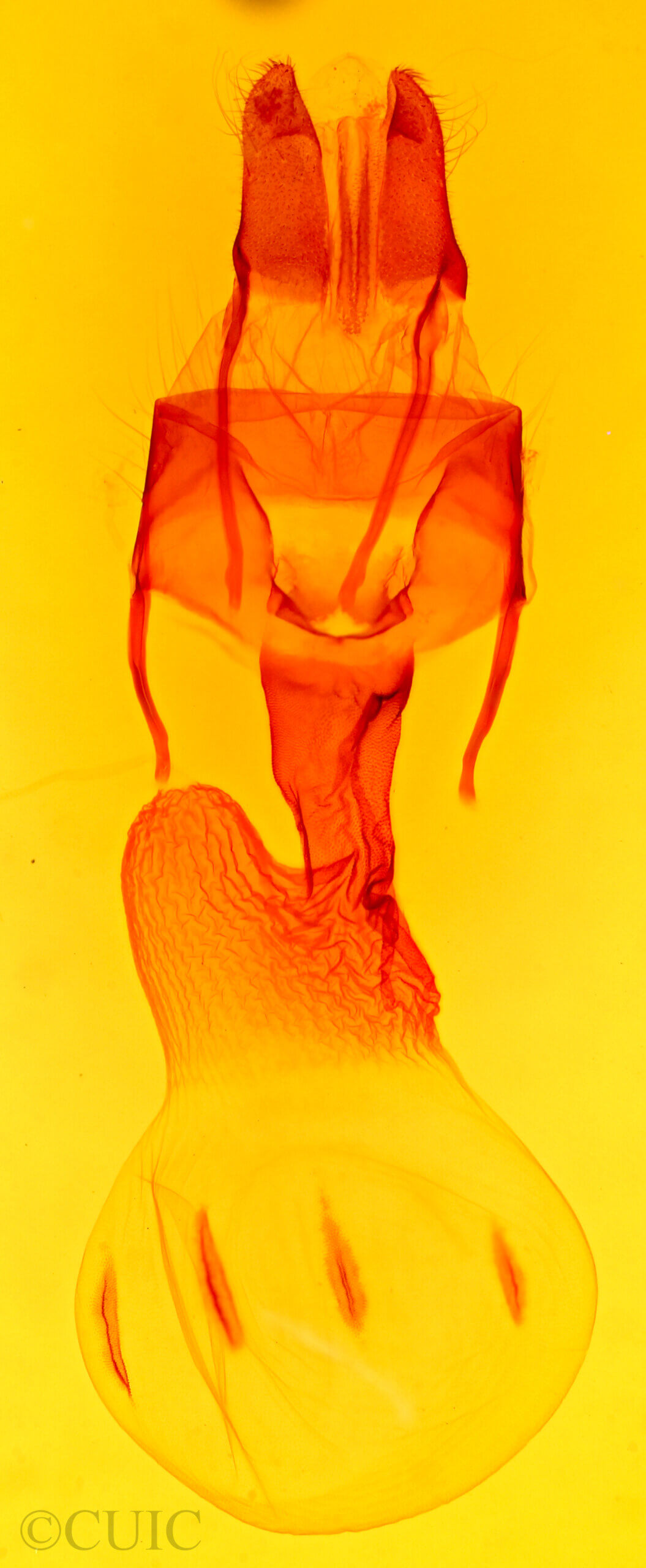 genitalia view of adult Apamea relicina