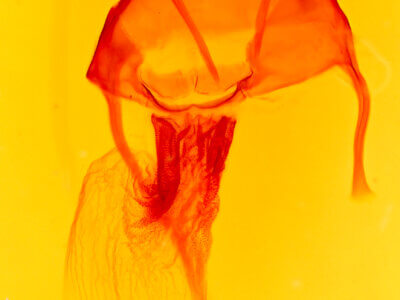 genitalia view of adult Apamea nivivenosa