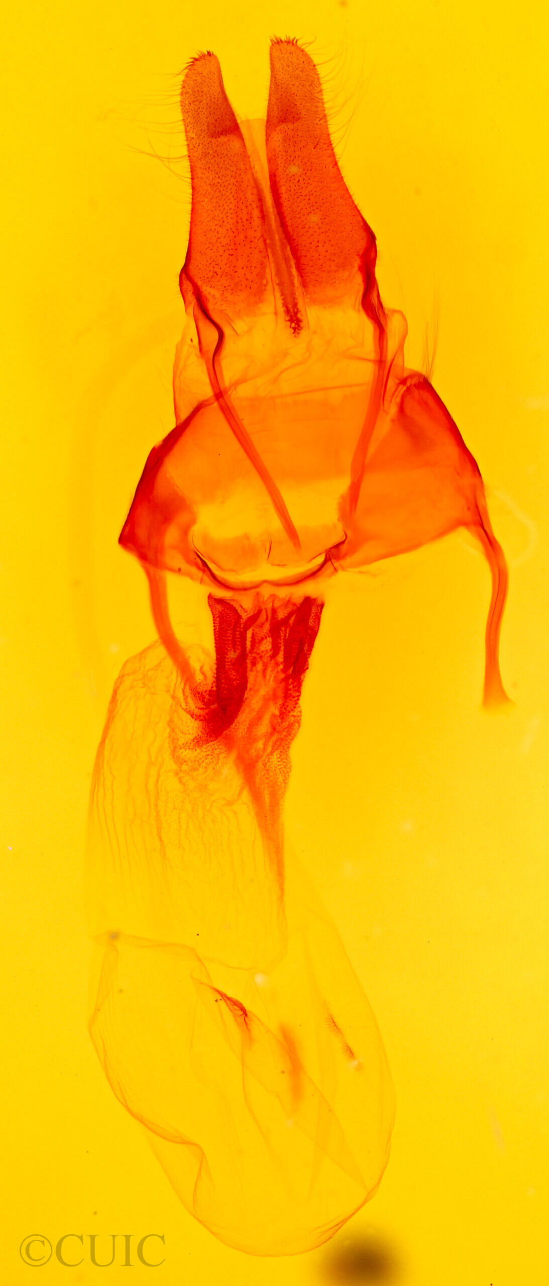 genitalia view of adult Apamea nivivenosa