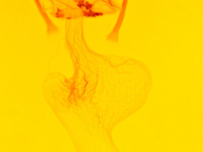 genitalia view of adult Amphipoea senilis