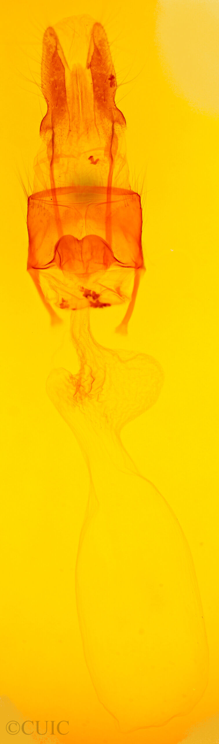 genitalia view of adult Amphipoea senilis