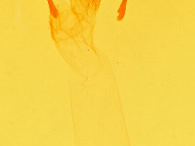 genitalia view of adult Achatodes zeae