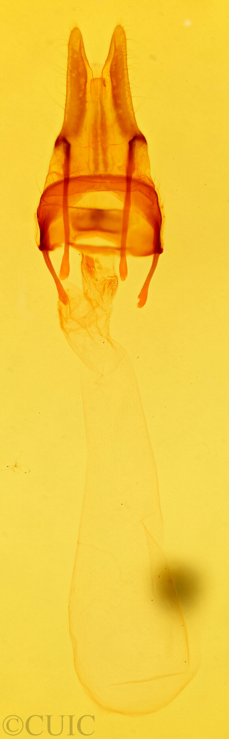 genitalia view of adult Achatodes zeae