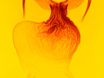 genitalia view of adult Apamea contradicta