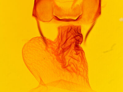 genitalia view of adult Apamea commoda