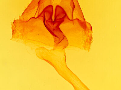 genitalia view of adult Actinotia intermediata