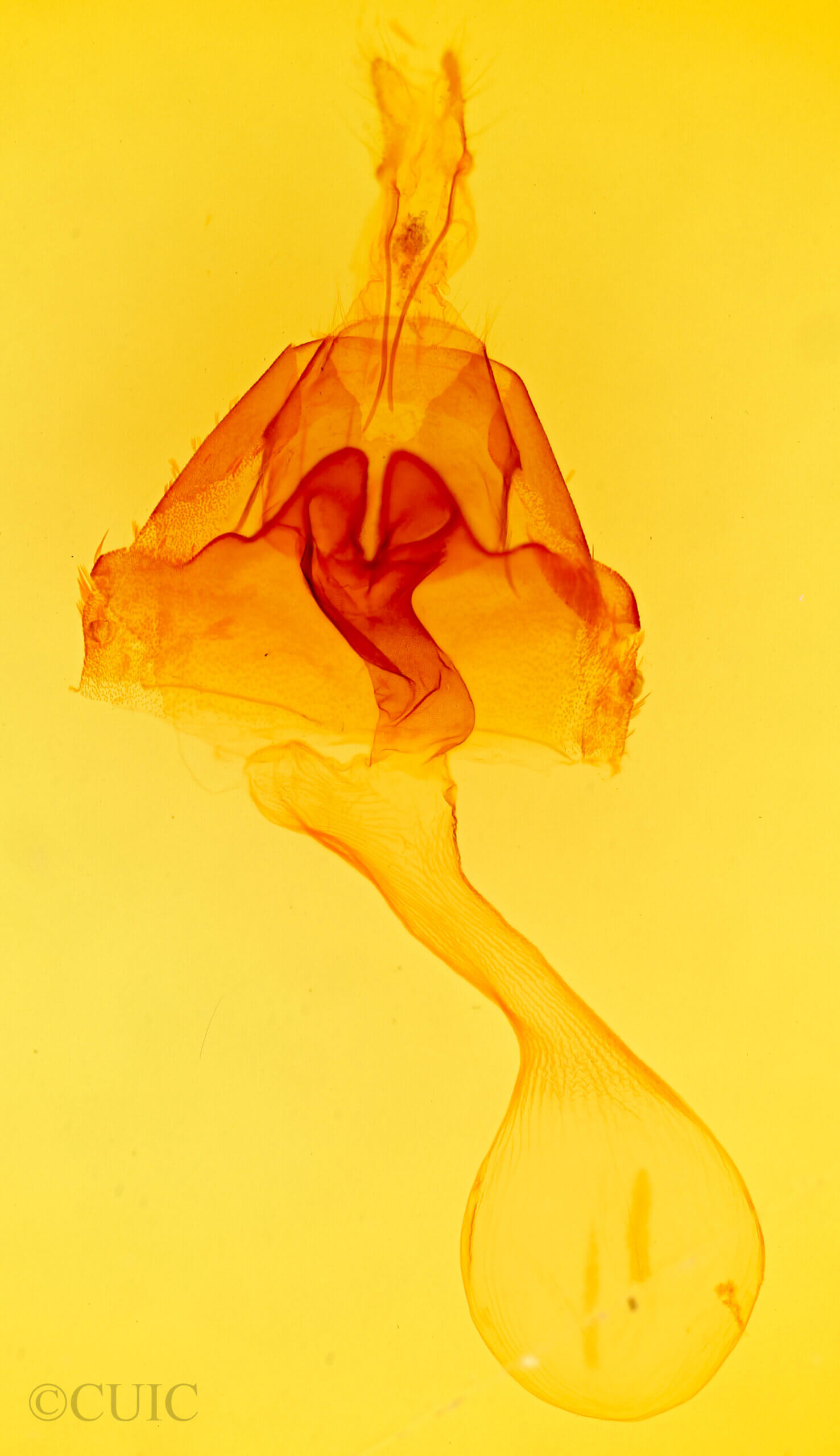 genitalia view of adult Actinotia intermediata