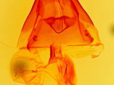 genitalia view of adult Actinotia polyodon