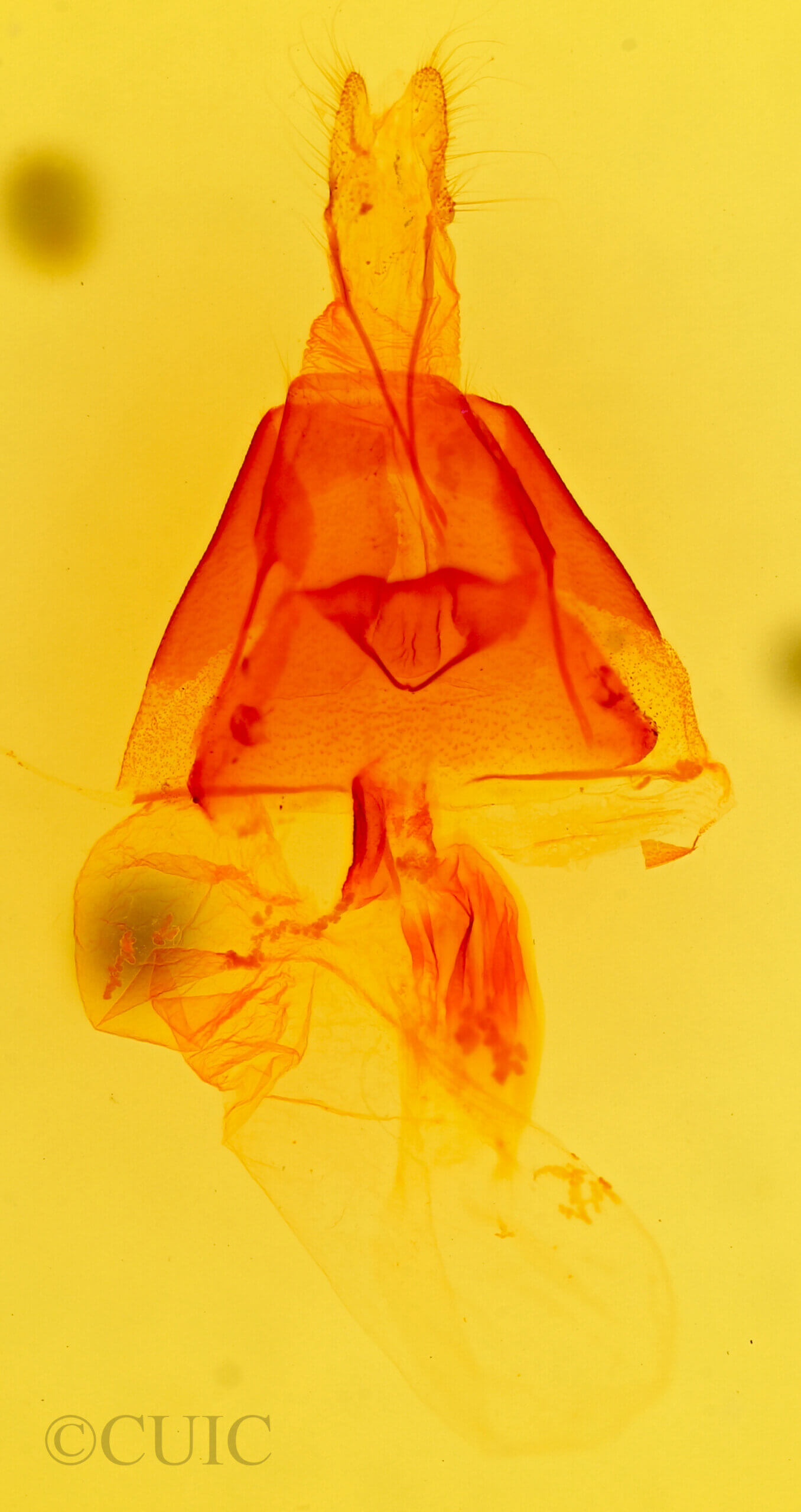 genitalia view of adult Actinotia polyodon