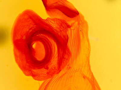 genitalia view of adult Sarcopollia illoba