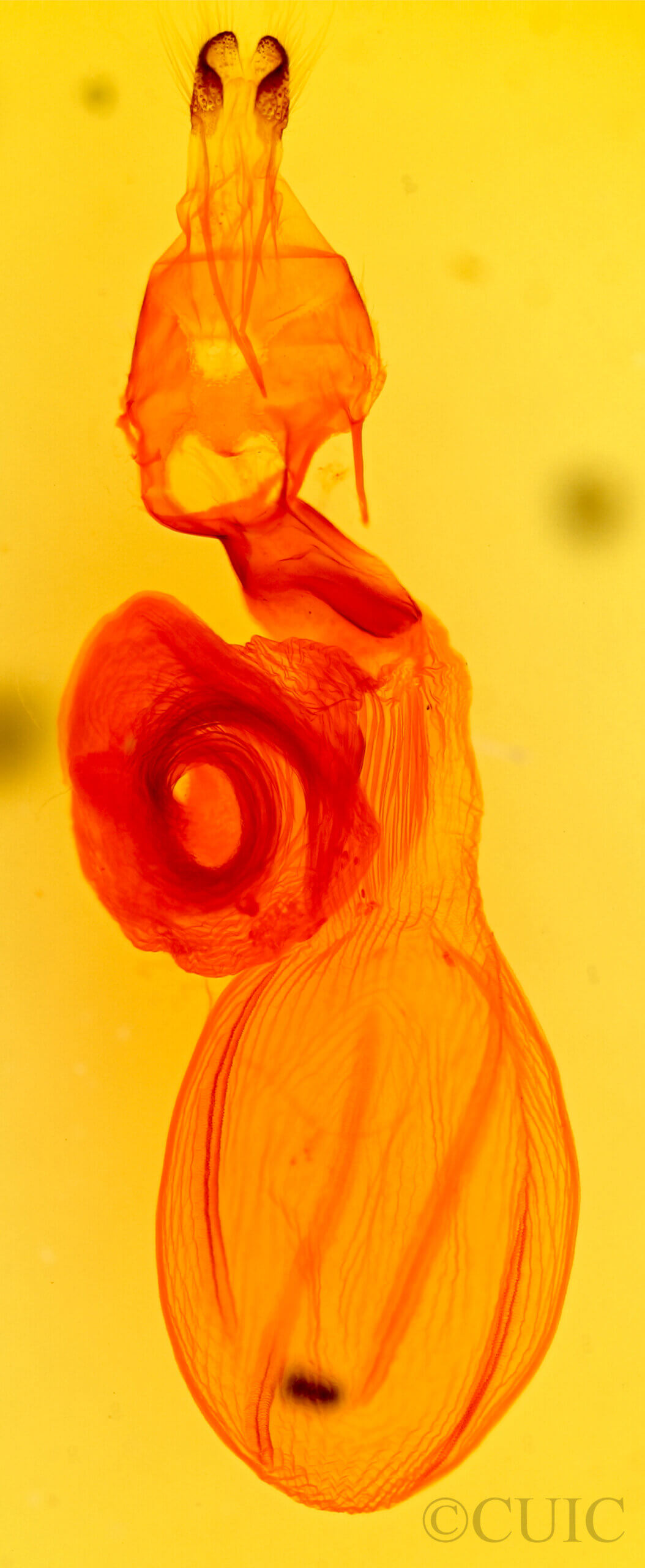 genitalia view of adult Sarcopollia illoba