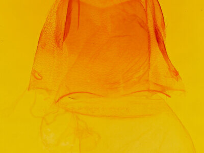 genitalia view of adult Acronicta lithospila