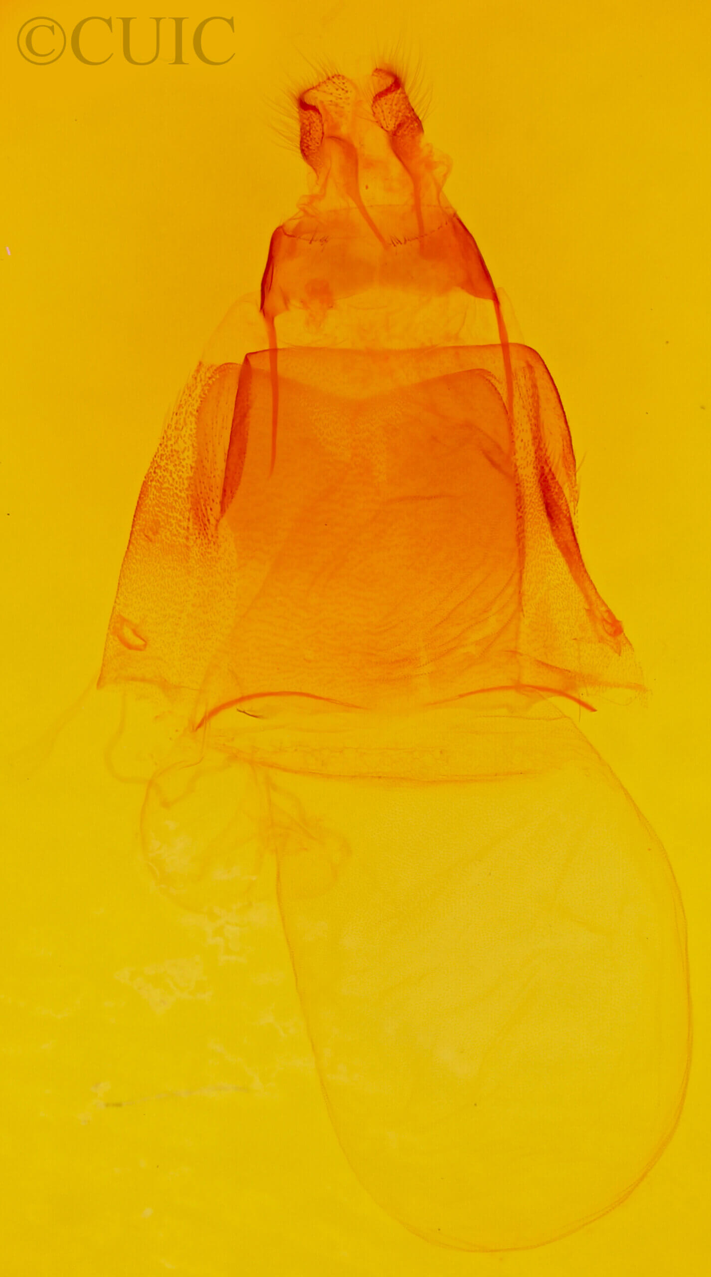 genitalia view of adult Acronicta lithospila