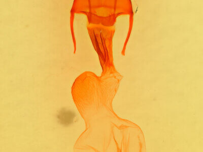 genitalia view of adult Loscopia velata