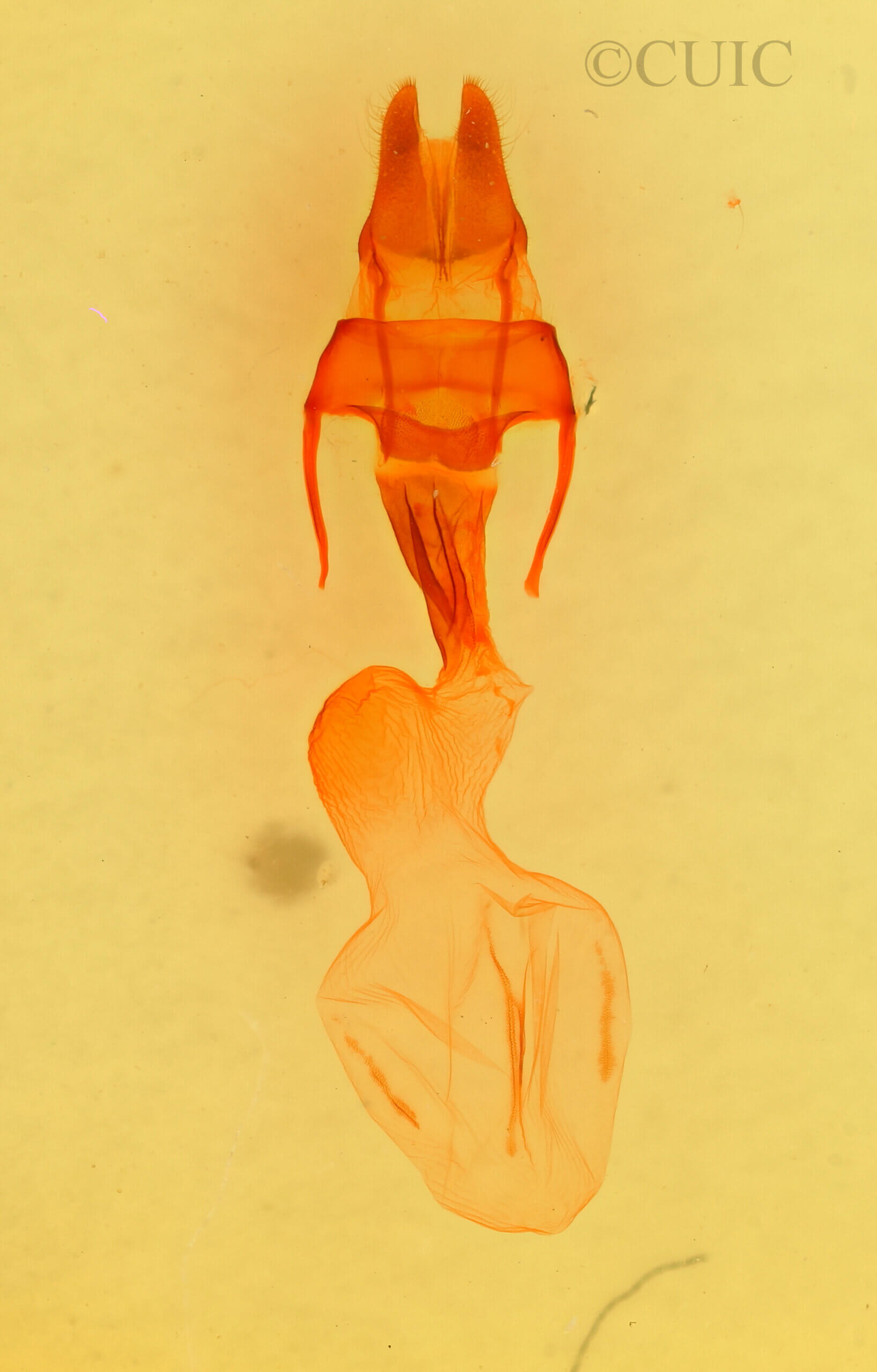 genitalia view of adult Loscopia velata