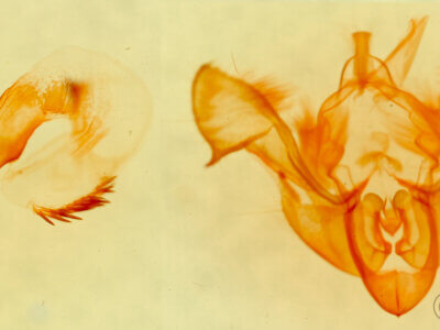 genitalia view of adult Neoligia atlantica